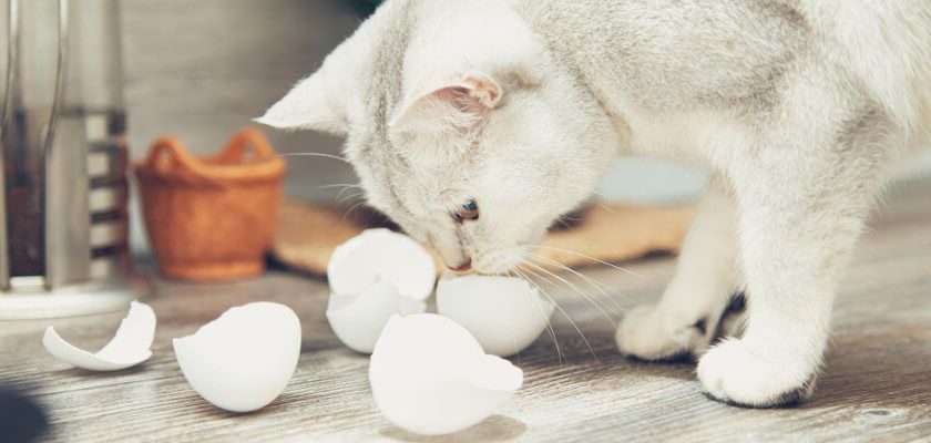 Can Cats Eat Eggs