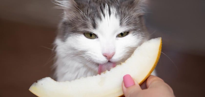 Can Cats Eat Fruit We Have A List Of Safe Fruits PetsTime