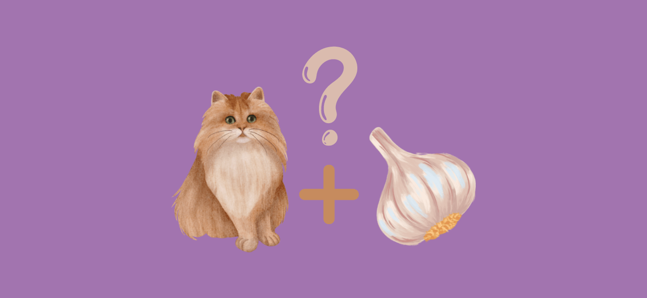 Can Cats Eat Garlic? ? PetsTime