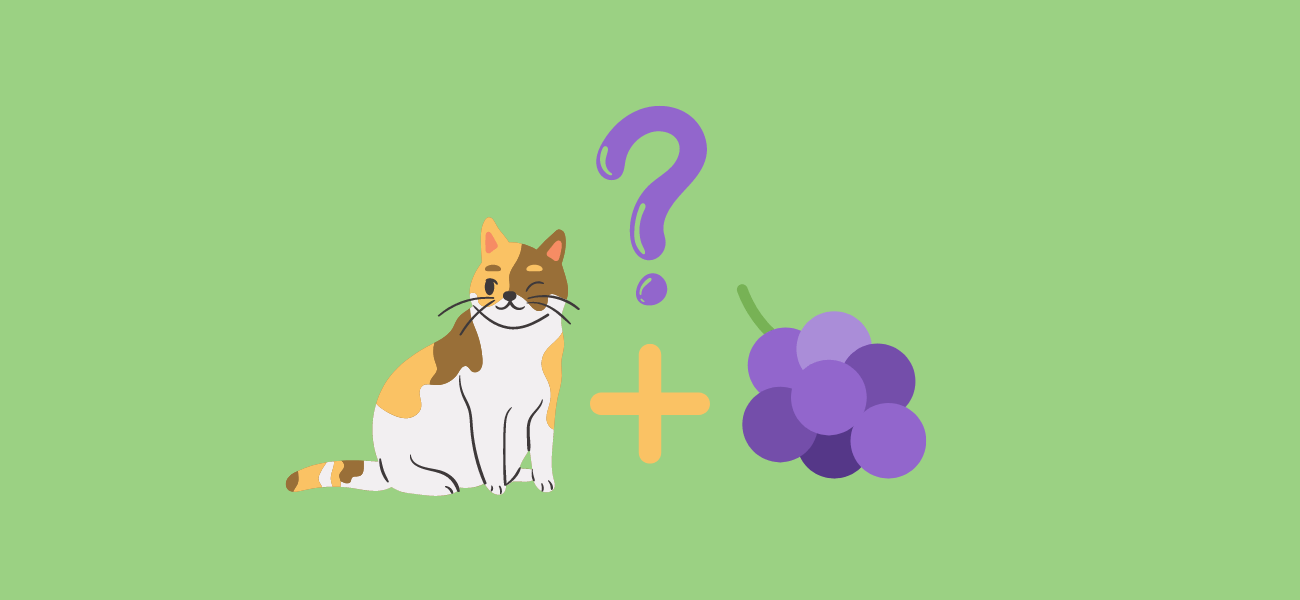 Can Cats Eat Grapes and Raisins? PetsTime