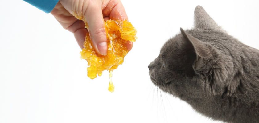 raw honey for cats