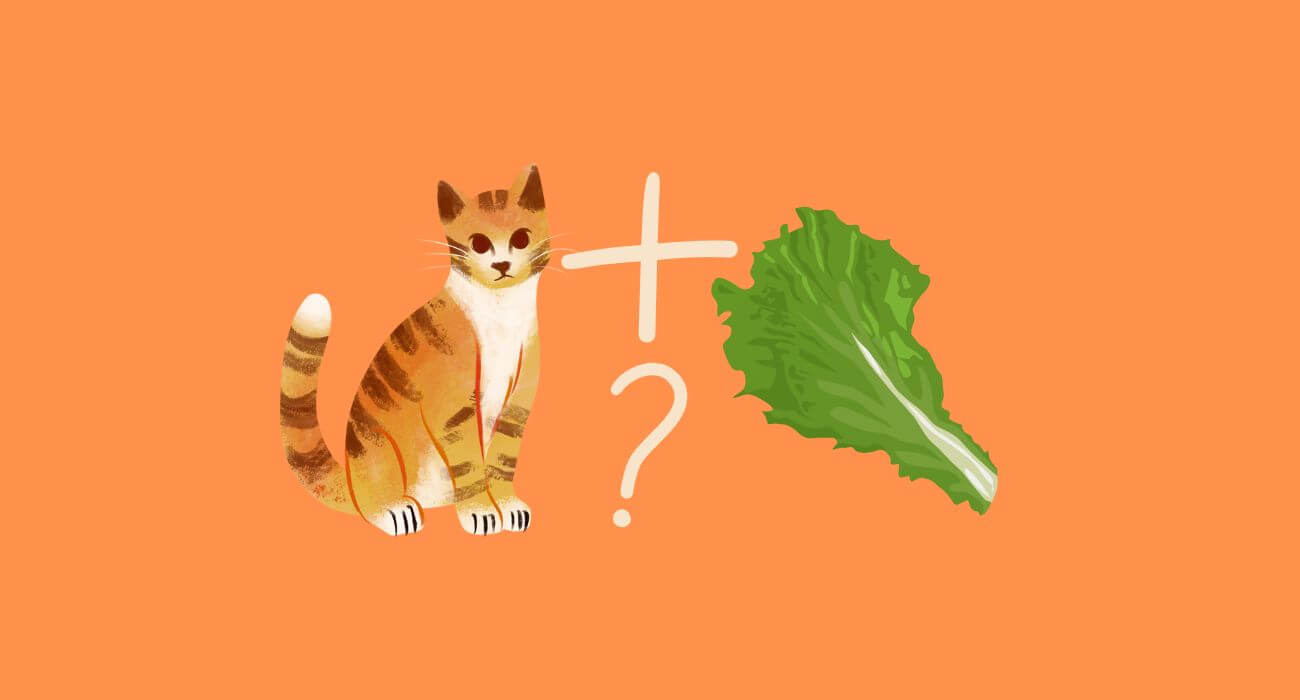 Can Cats Eat Lettuce? Is Lettuce Safe For Cats? PetsTime