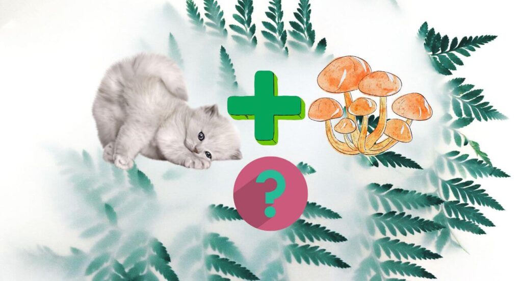 Can Cats Eat Mushrooms? Are They Safe for Cats? PetsTime