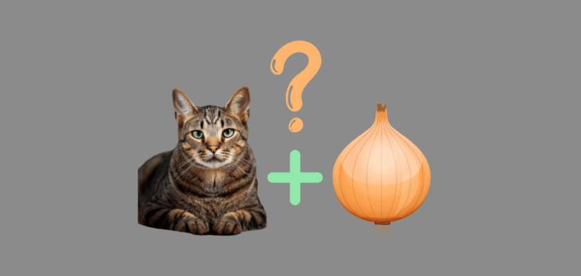 can cats eat onions