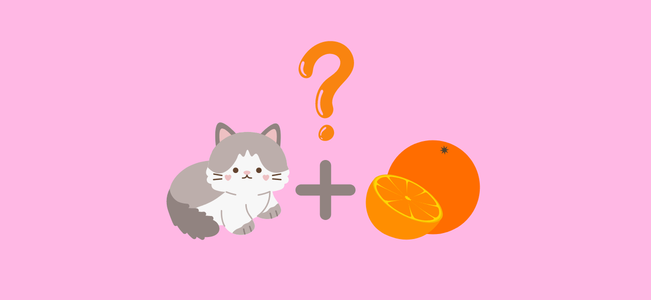 Can Cats Eat Oranges? PetsTime