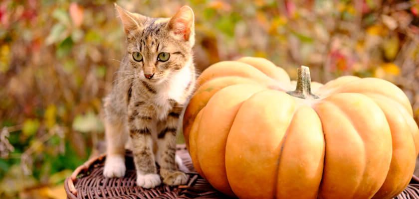 Can Cats Eat Pumpkin? We Have The Answer Whether Pumpkin Seeds Are Good 