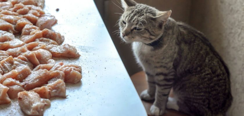 can cats eat raw chicken