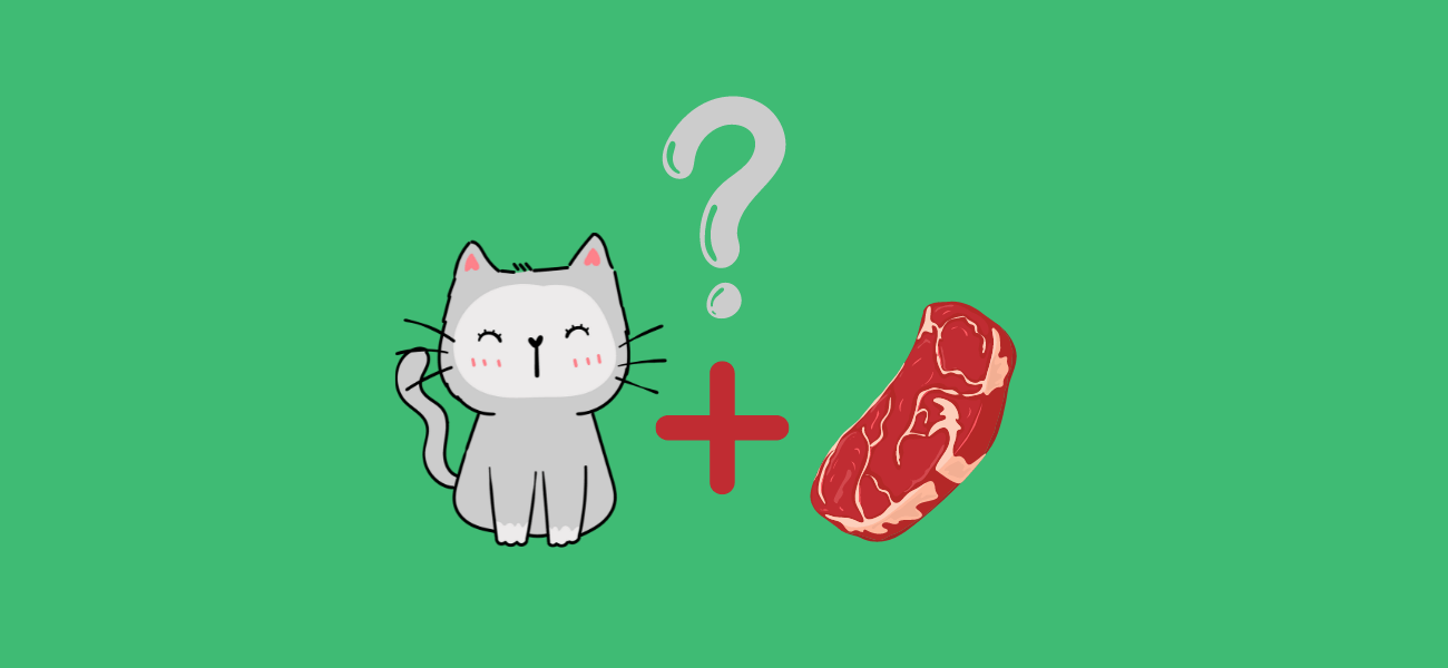 Can Cats Eat Raw Meat? PetsTime