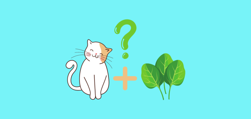 can cats eat spinach