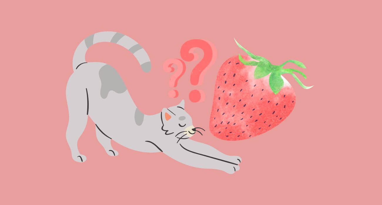 Can Cats Eat Strawberries??? PetsTime