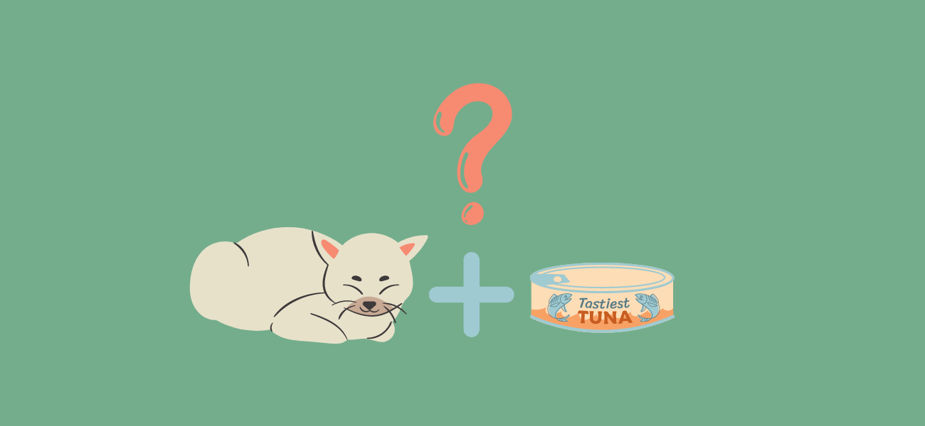 Can Cats Eat Tuna? Is Canned Tuna OK? PetsTime