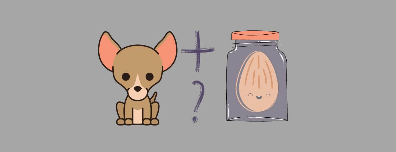 Can Dogs Eat Almond Butter? Nut Butters & Dogs ? PetsTime