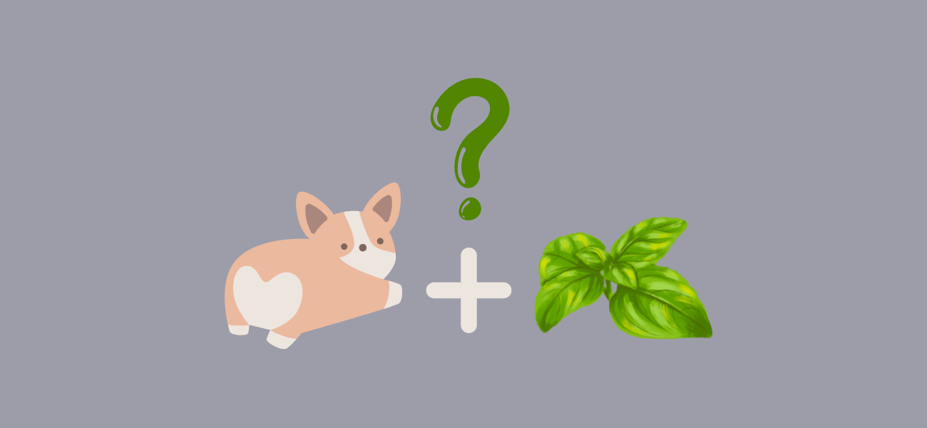 Can Dogs Eat Basil? Is This Herb Bad for Dogs? PetsTime