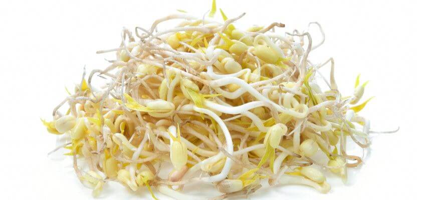 can dog eat bean sprouts