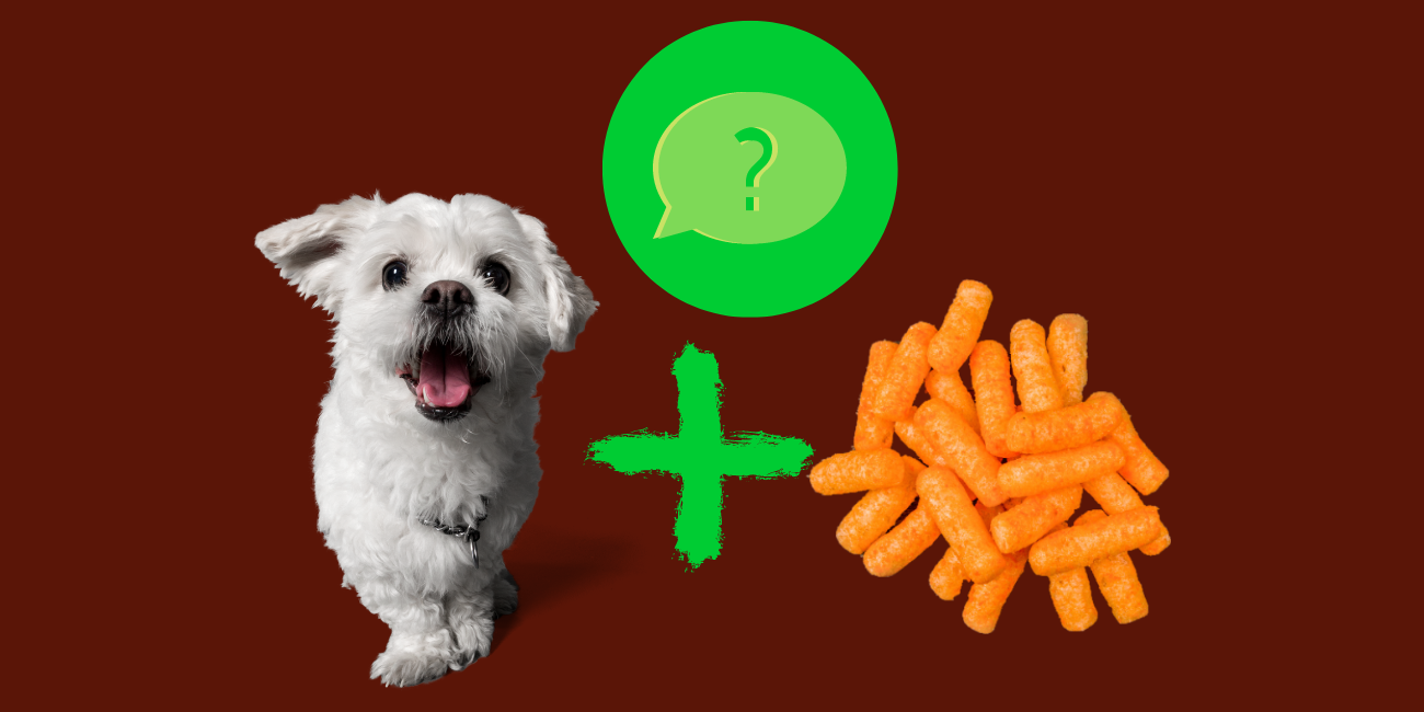 Can Dogs Eat Cheetos? Are Hot Cheetos Bad for Dogs? PetsTime