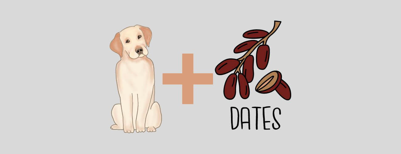 can dogs eat yogurt raisins