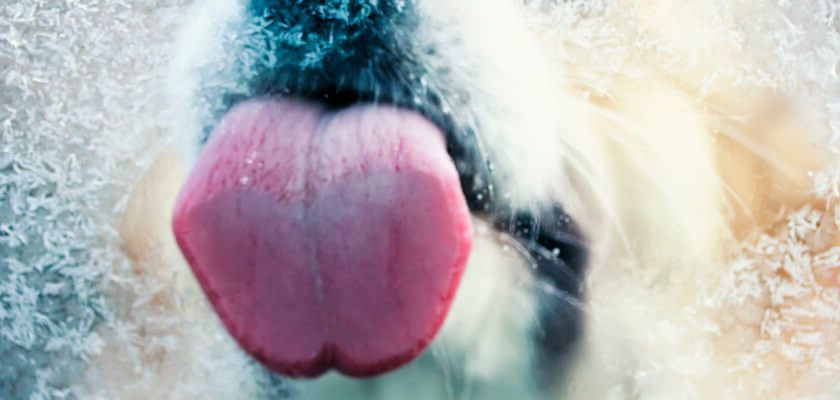 Can Dogs Eat Ice? Are Ice Cubes Bad for Dogs? - PetsTime