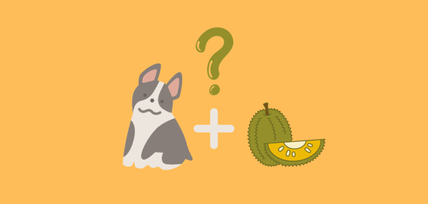 can dogs eat jackfruit