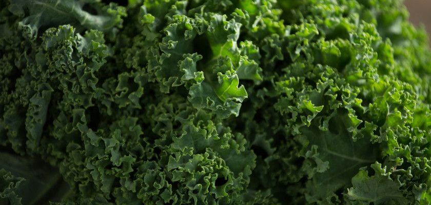 is raw kale safe for dogs