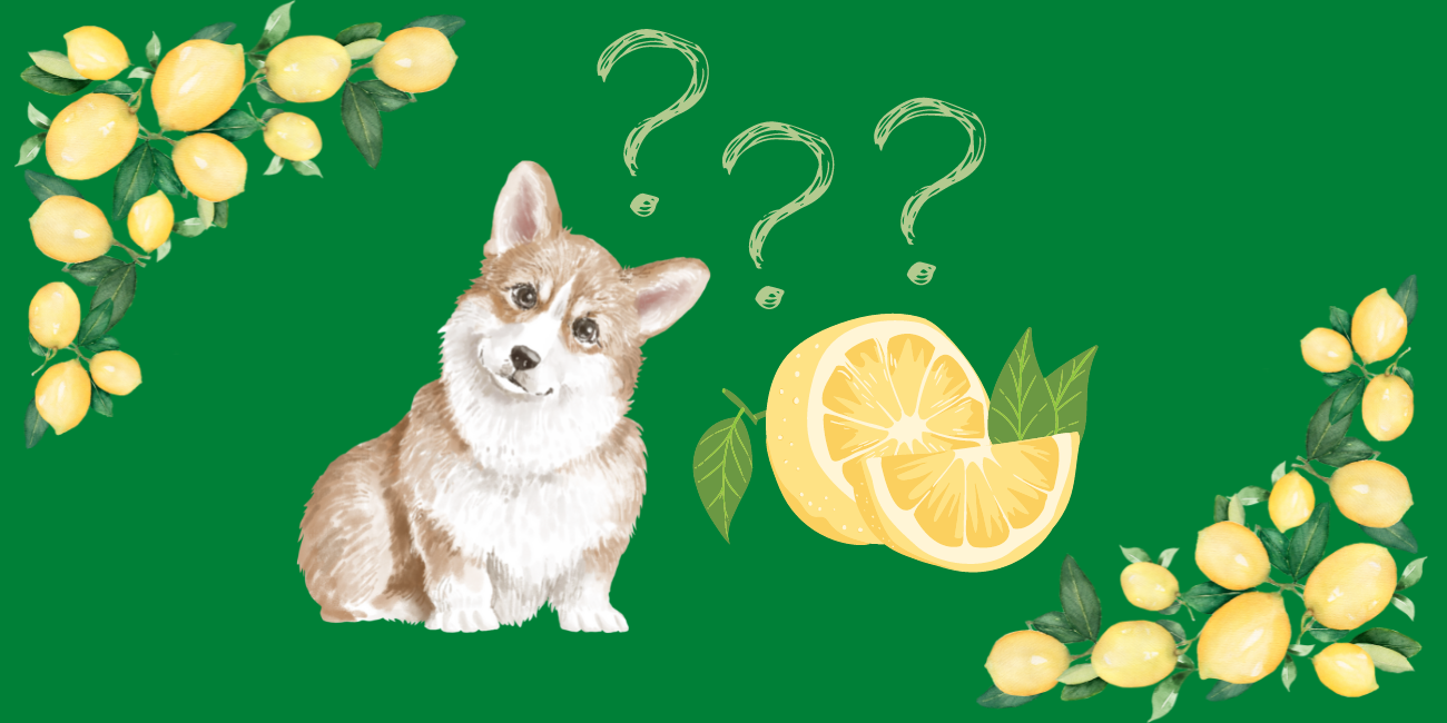 Can Dogs Eat Lemons? ?? - PetsTime