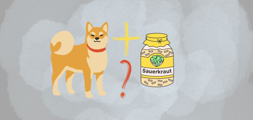 can dogs eat sauerkraut