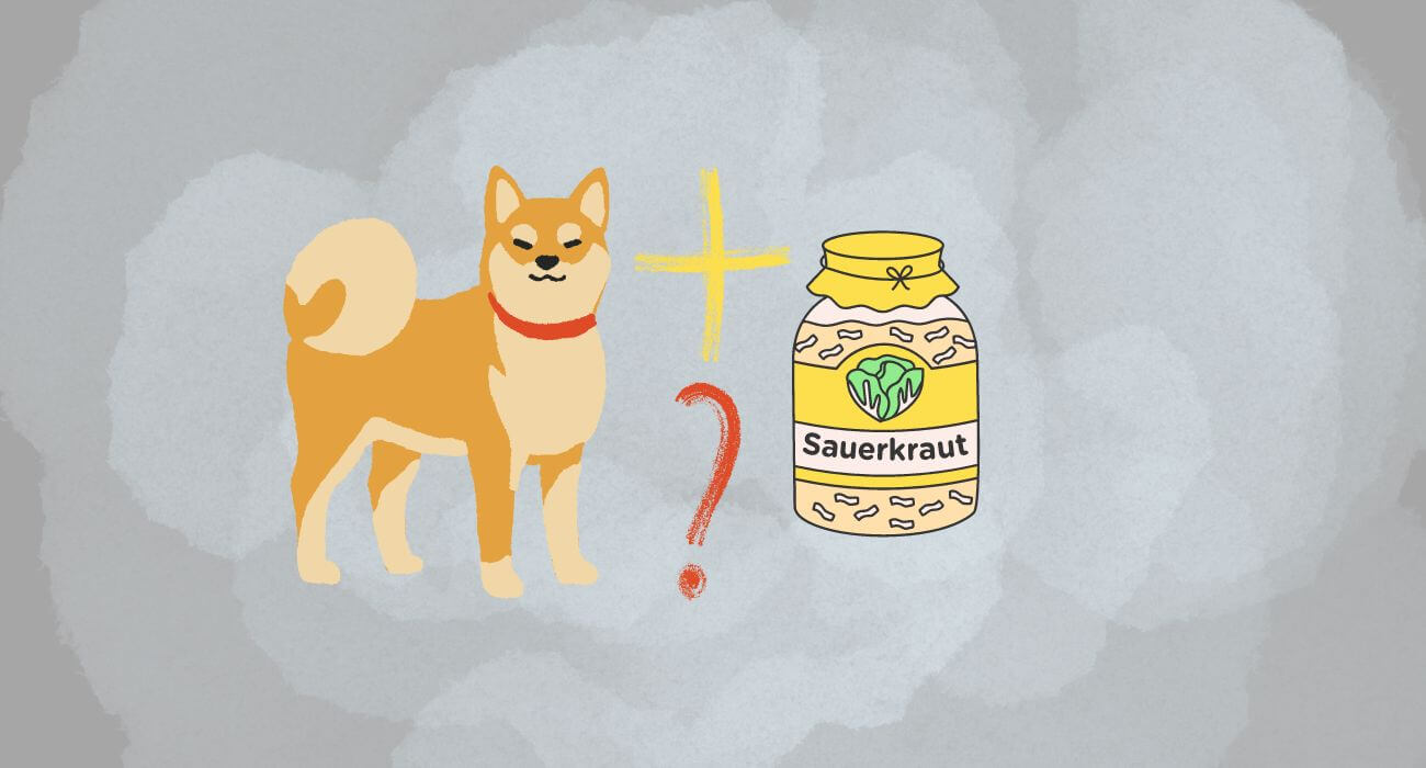 Can Dogs Eat Sauerkraut? - PetsTime