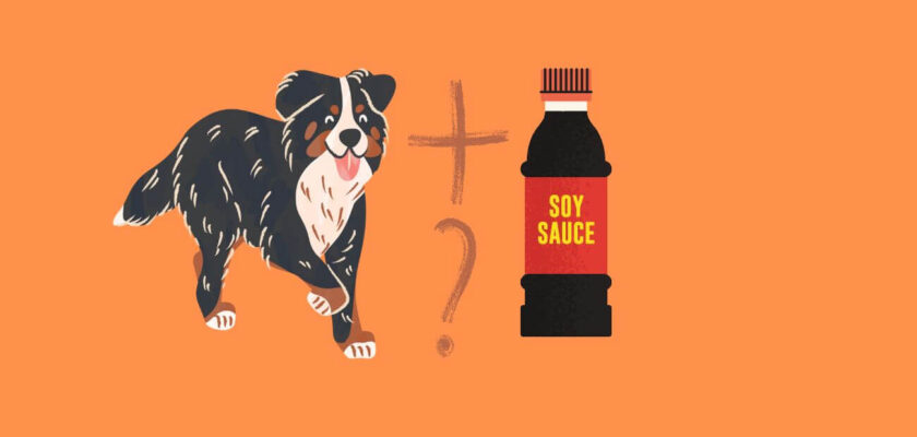 can dogs eat soy sauce