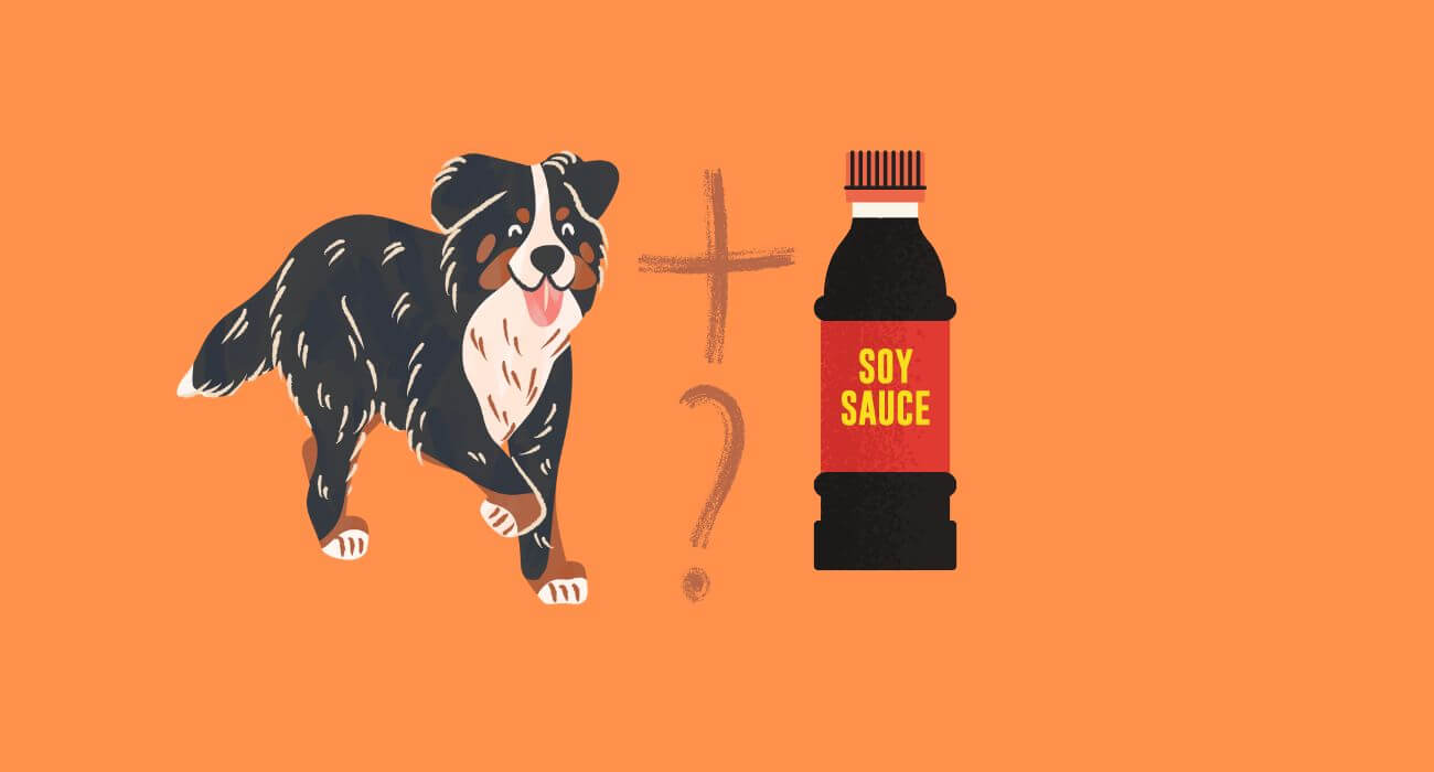 can-dogs-eat-soy-sauce-is-it-bad-for-dogs-petstime