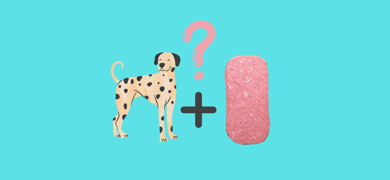 Can Dogs Eat Spam? PetsTime