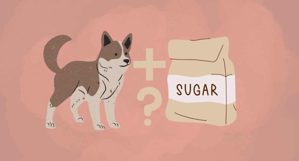 Can Dogs Eat Sugar? Sugar Cookies & Sweets for Dogs PetsTime