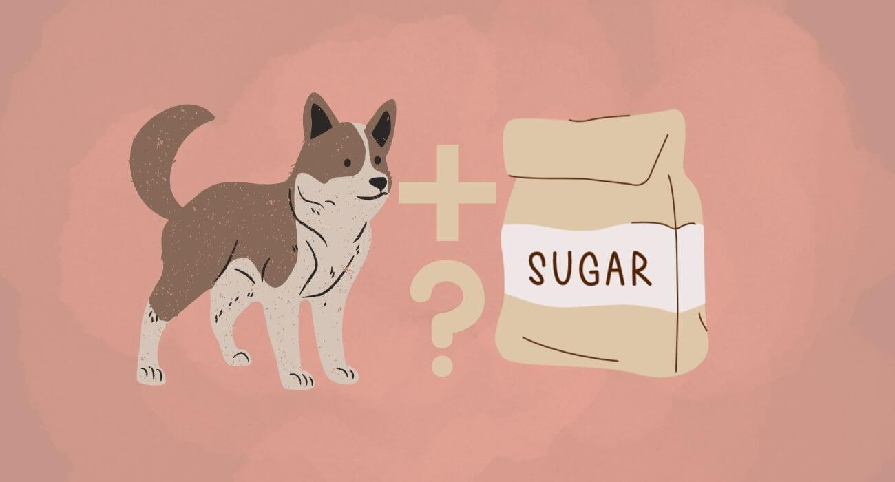 Can Dogs Eat Sugar? Sugar Cookies & Sweets for Dogs PetsTime