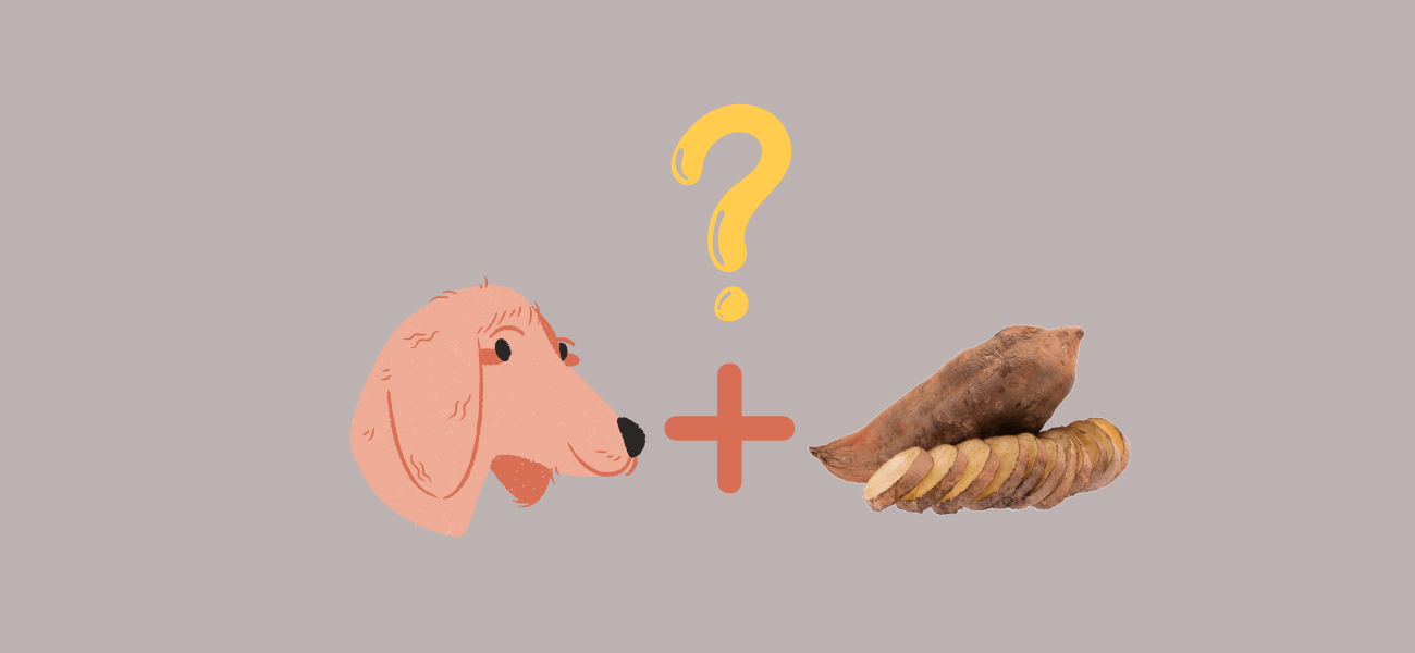 Can Dogs Eat Yams, Just Like Sweet Potatoes? PetsTime