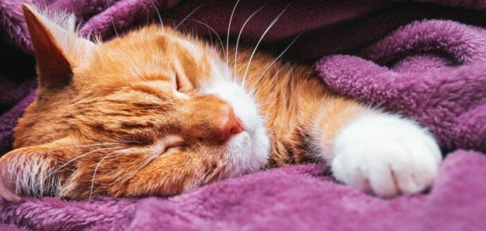 Do Cats Snore All You Need To Know PetsTime   Do Cats Snore 700x333 