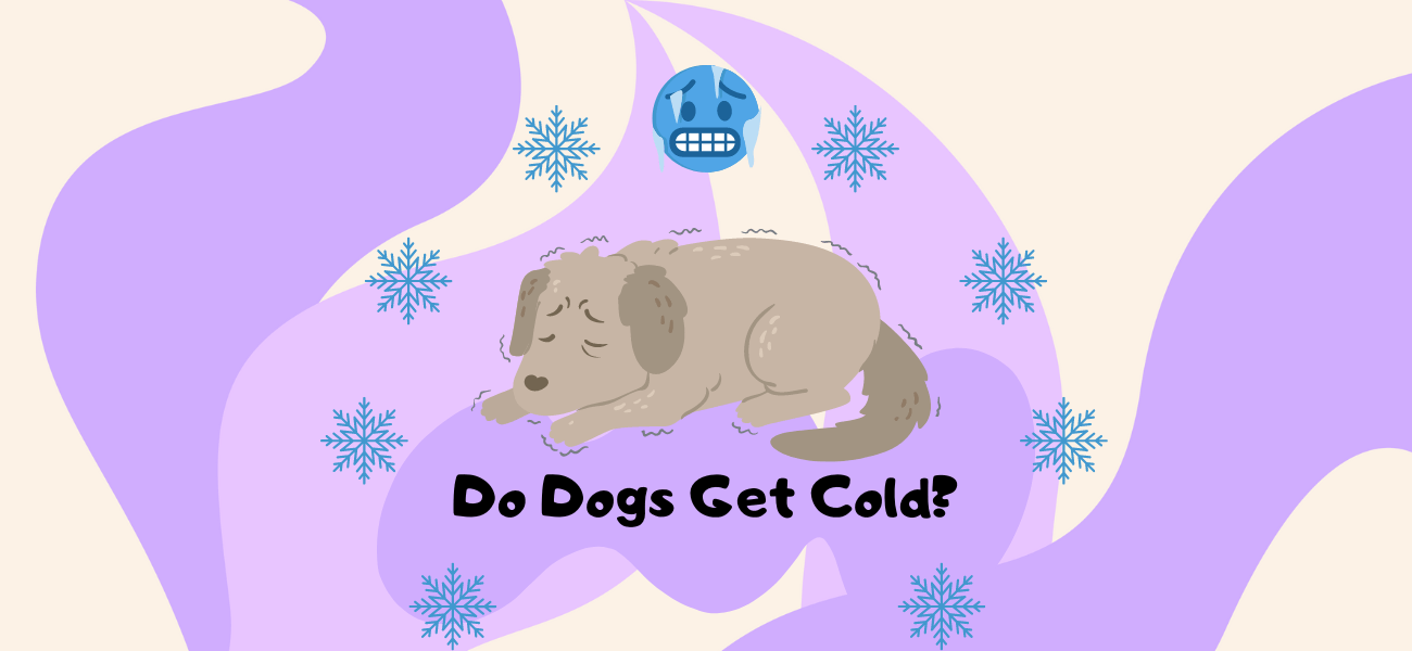 Do Dogs Get Cold? Dogs and Cold Weather PetsTime