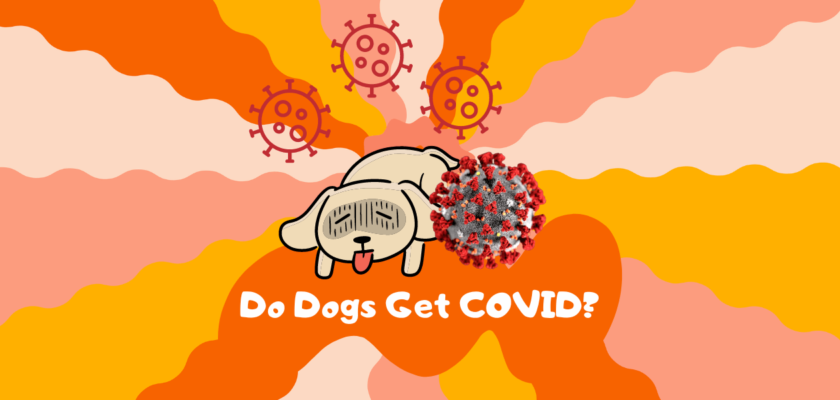 do dogs get covid