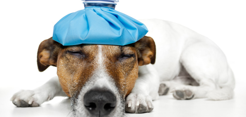 Do Dogs Get Headaches? - PetsTime