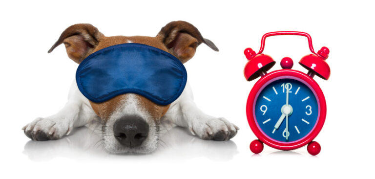 Do Dogs Have A Sense Of Time How Dogs Tell Time Petstime