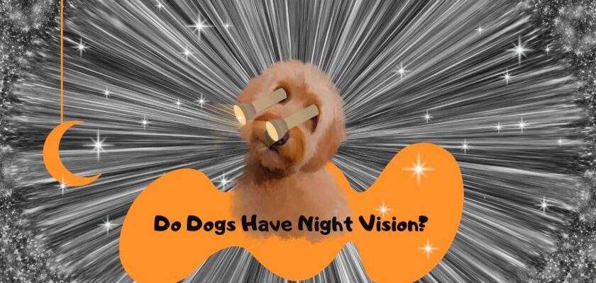 do dogs have night vision