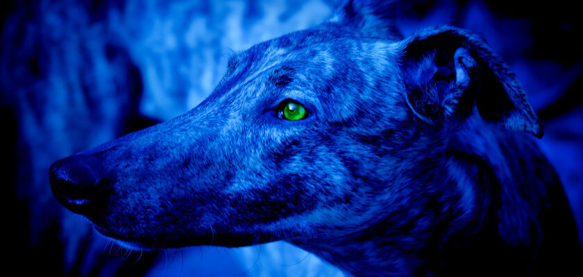 do-dogs-have-night-vision-do-dogs-see-in-the-dark-petstime