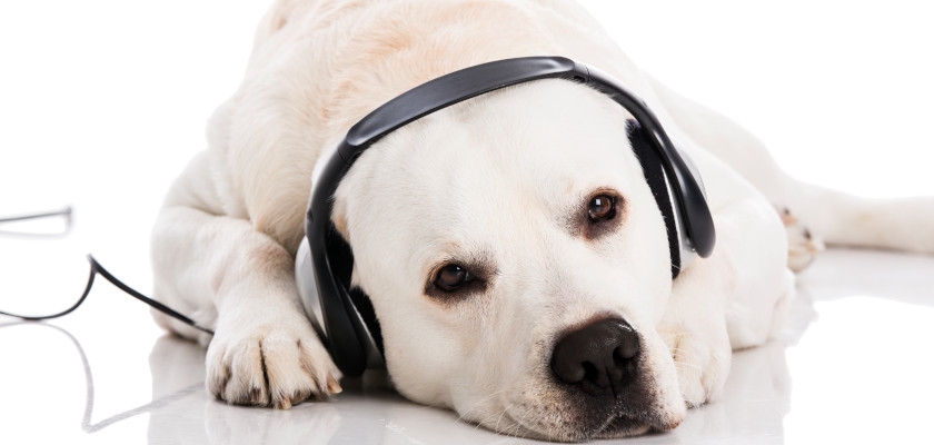 do-dogs-like-music-dogs-like-listening-to-music-petstime