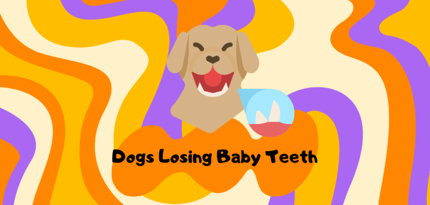 do dogs lose baby teeth