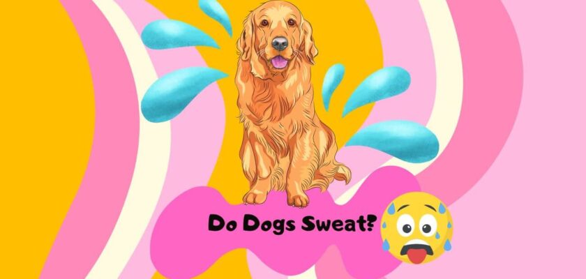 do dogs sweat