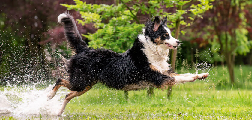 Do Dogs Sweat? Cool Down, We Have All the Fun Facts - PetsTime