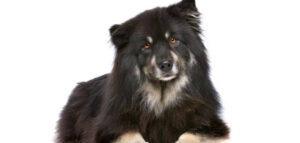 Finnish Lapphund Dog Breed Information. Puppies Costs - PetsTime