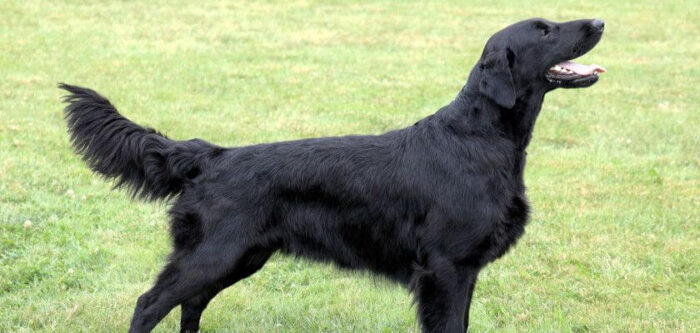 Flat Coated Retriever Dog Breed Information - PetsTime