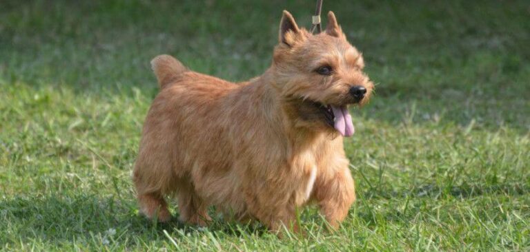 Glen of Imaal Terrier. Complete Dog Breed Information - PetsTime