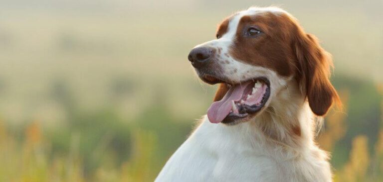 Irish Red And White Setter Dog Breed Information - PetsTime