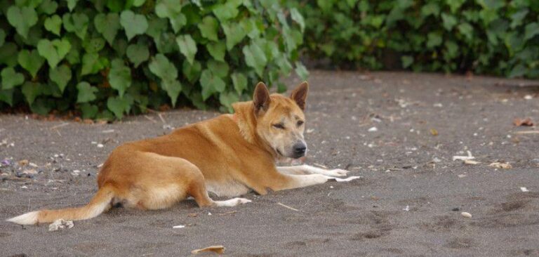 Jindo Dog Breed Information: Meet Korean Jindo Dog - PetsTime