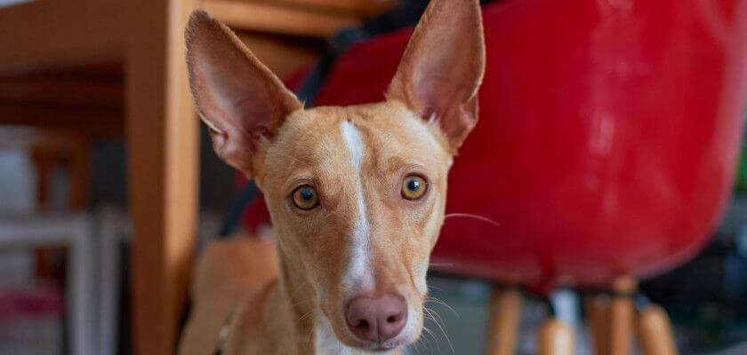 The Pharaoh Hound Dog Breed Information PetsTime