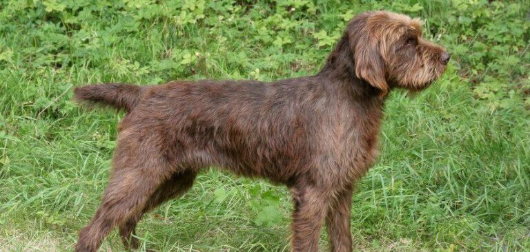 Pudelpointer Dog Breed. An Ultimate Guide - PetsTime